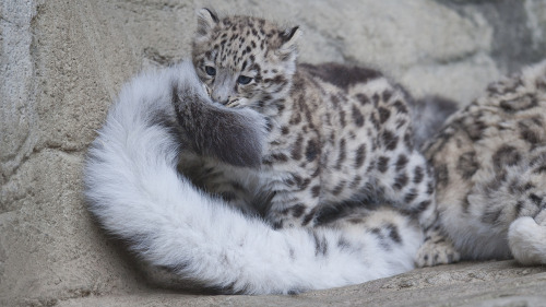 hedgehog-goulash7:  Snow leopards and their giant nommable tails 