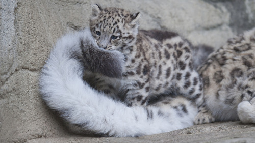 wethatkindoforc:  catsbeaversandducks:  Snow Leopards And Their Giant Nommable Tails “BEHOLD, DOGS! We have achieved that which you cannot!” Via catfuse zum  This is exactly what I would do if I were a snow leopard.  