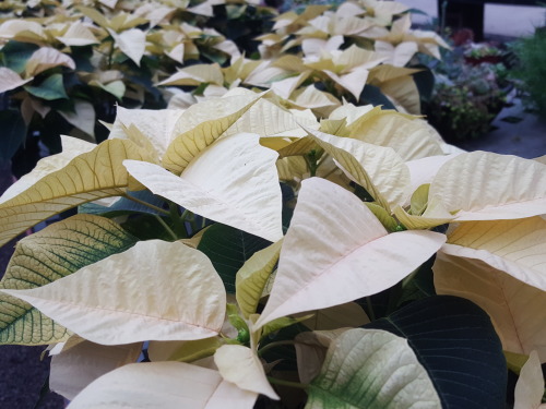 I Feel Like Talking About Poinsettia Varieties This Fine Evening So That's What I'm Going To Do
