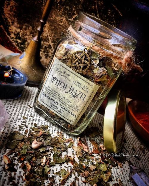 Wíեϲհ Hɑzҽӏ: With it’s branches long used for the art of dowsing, Witch Hazel is a powerful pl