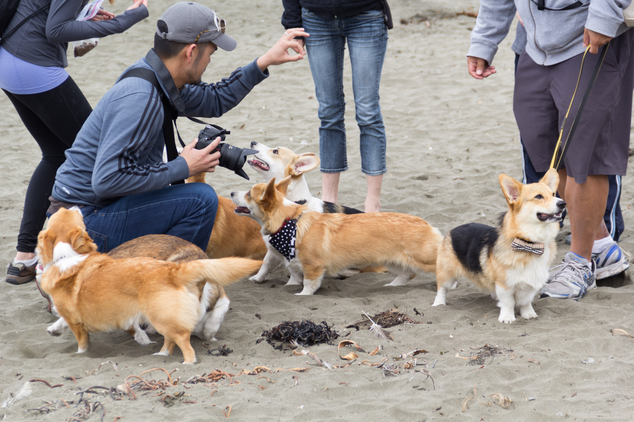 chubbythecorgi:  At NorCal Corgi Beach Day at Fort Funston. Got to meet some awesome