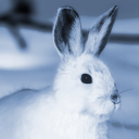 alpine-lapine avatar
