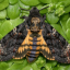 dekkermoth