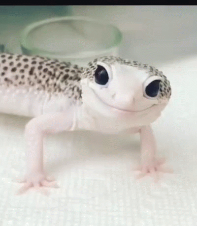 Reptile Stimboard (@sqaceyy)