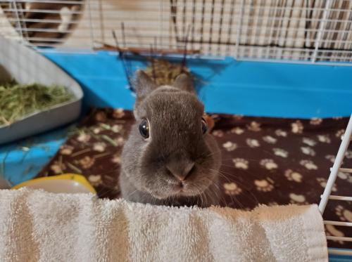 rabbitsoverload:Herbie the love bun. Loves cuddles and carrots.