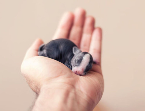 mymodernmet:Photographer Ashraful Arefin captures the adorable first weeks of a baby bunny’s life.