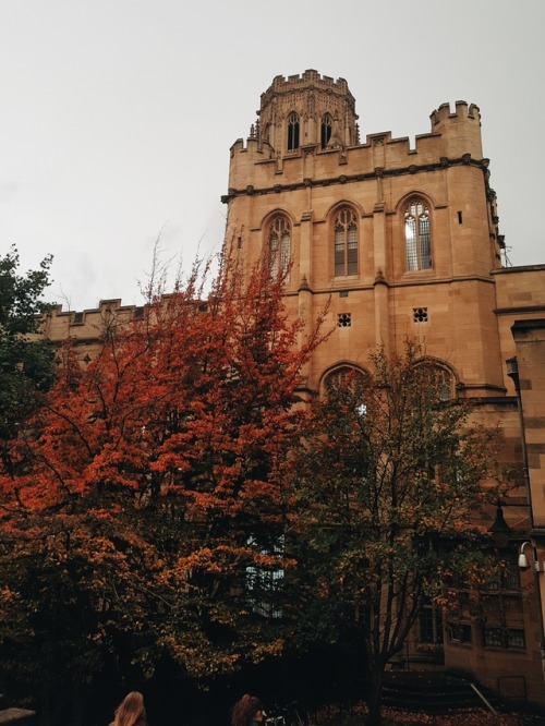 fiercelittlestudyblr:16.10.17  The light was so cool this morning it was like everything was under t
