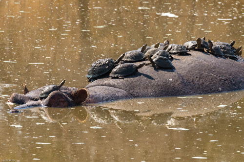 terranlifeform:Common hippopotamus (Hippopotamus amphibius) and serrated hinged terrapins (Pelusios 