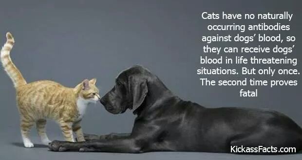 Advocate for the Underdog.