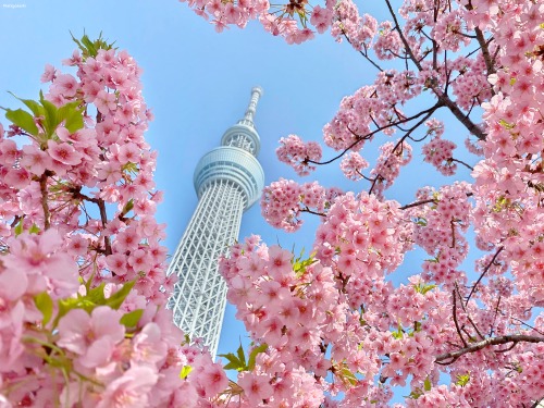 matryokeshi: 15 March 2022. Tokyo Skytree and sakura blossoms in Tokyo, Japan 
