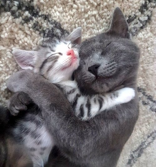 everythingfox: Cuddly cats