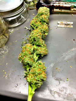 Danielb9600:  Northern Light Big Bud. This Plant Was A Producer. 