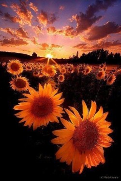 bluelady329:
