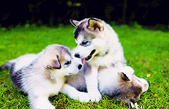 thehaikyuu:  Alaskan Malamute Puppies 