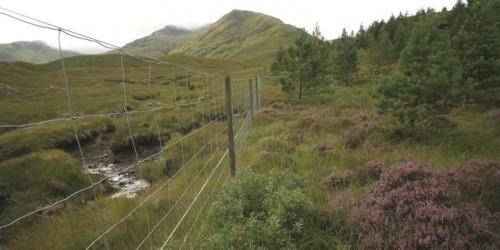 astranemus:Look at this. This is the result of a rewilding project in the Scottish Highlands. On the