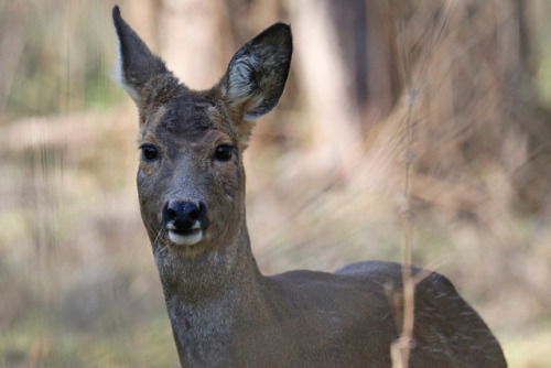 Roe deer/rådjur.