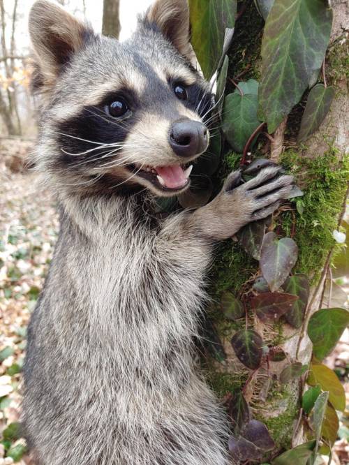 lord-raccoon:climbing is fun   Aww cute trash panda 😍🥺🥺