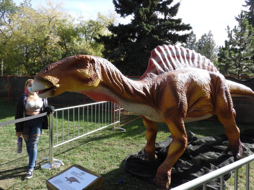 Went to Jurassic Festival today! It had some pretty cool animatronics :D 2/2