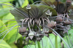 odditiesoflife:  The Horrifying Bat Flower  This flower is an incredibly unusual looking species, with its black bat-shaped flower. The flowers themselves can grown up to twelve inches across and the ‘whiskers’ that you can see are known to grow up