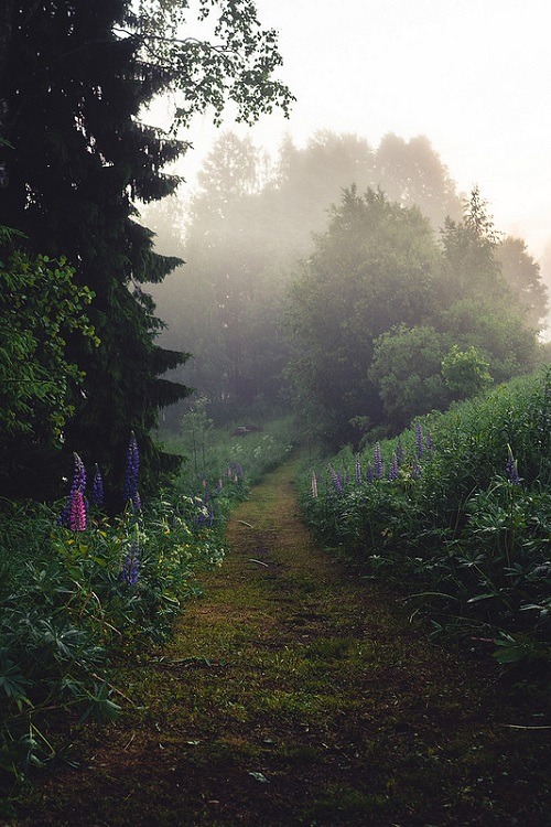 ponderation:  Summer Dreams by Niilo Isotalo