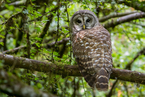 Barred Owl by Ken Shults