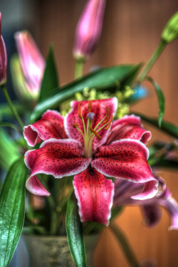 wowtastic-nature:💙 flor on 500px by Nestor Arrieta, Greenacres, USA☀  Nikon D700-f/1.8-1/125s-85mm-iso1250, 2832✱4256px-rating:88.1 Lilies 💖