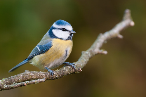 Blue Tit (Cyanistes caeruleus) &gt;&gt;by Michael Merl (1|2)