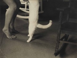 jimlovesart:Francesca Woodman - Self-portrait with cat, New York, 1980. 