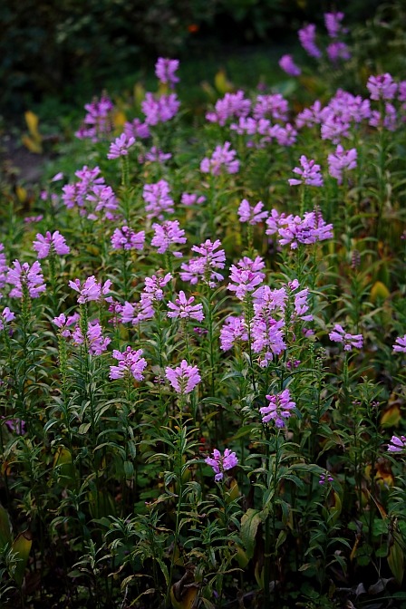 False Dragon Head, Obedient plant / Gelenkblume (Physostegia virginiana)