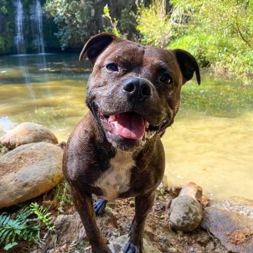 totallydoglife:The cutest dog and the best waterfall in the WORLD