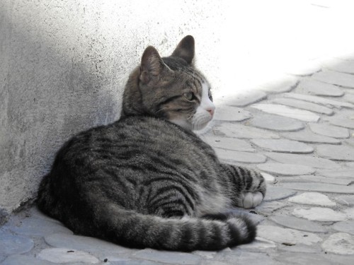 boschintegral: julietterainbow: Au village , le chat tranquille ! @mostlycatsmostly