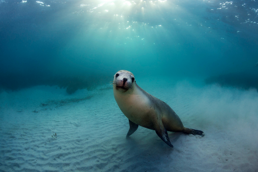thelovelyseasEndangered Australian sea lion at Hopkins Island in the