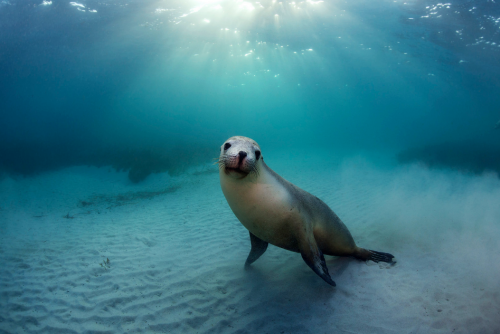 thelovelyseas:Endangered Australian sea lion at Hopkins Island in the Spencer Gulf, South Australia 