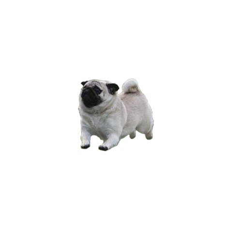 desertmarauder: meancutie: doge TRANSPARENT DOGTe