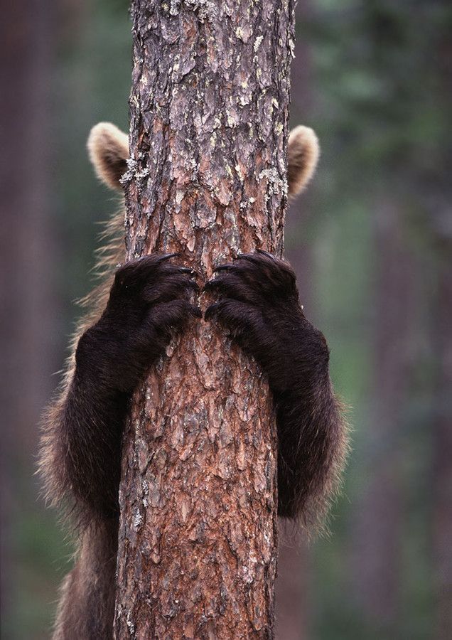 spiritofthewoodlands:    Brown bear cub behind the tree  by Jari  Peltomäki  