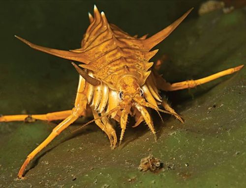 rhamphotheca:Spiny monster from the depths of world’s oldest lake by Rowan HooperOLGA KAMENSKAYA say