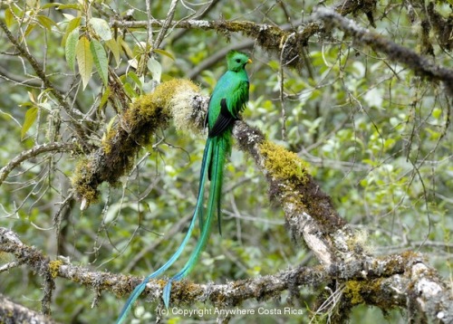 wapiti3:The resplendent quetzal /ketSAHL/ (Pharomachrus mocinno) is a bird in the trogon family. It 