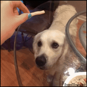 reblog-gif:  other lol gifs - http://reblog-gif.tumblr.com/