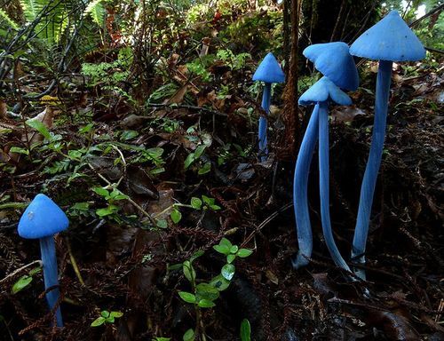 themagicfarawayttree:New Zealands native Sky Blue mushroom, Entoloma hochstetteri