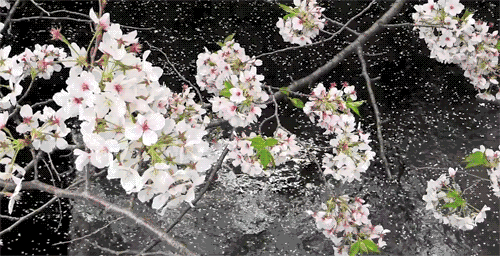 fuckyeahjapanandkorea:  Cherry Blossoms at Nakameguro, Tokyo - 目黒川の桜 