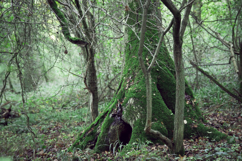 hiadammarshall: Mossy TreeStereocolours