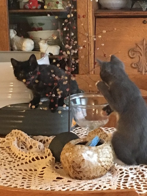 theheathenshearth: My grandmother’s cats keep trying to help us cook. The handsome boy on the 