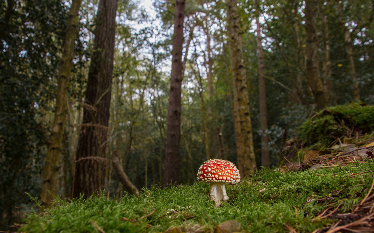 90377:   Fly Agaric (Amanita muscaria) by markhortonphotography   