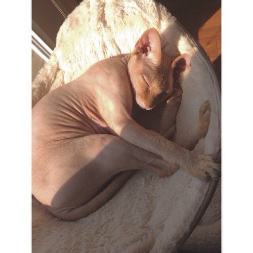 sphinx cat