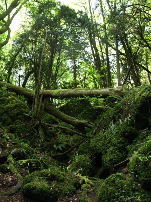 Porn photo papalagiblog:Puzzlewood is an ancient woodland