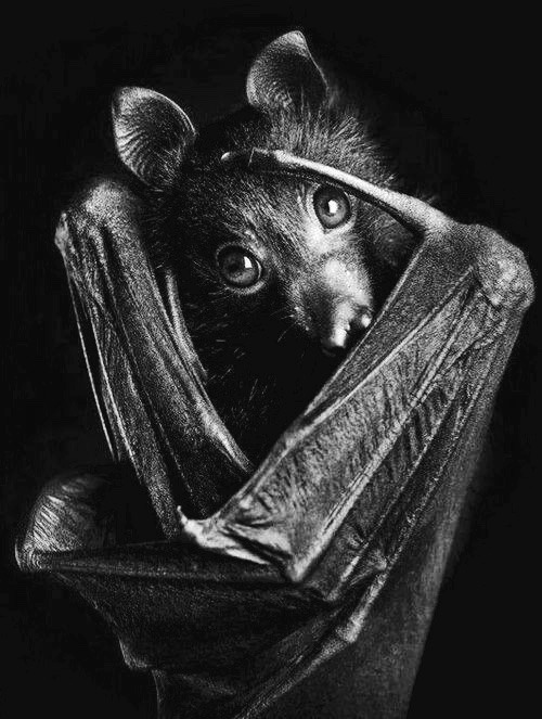 spookyloop:“This orphaned Black Flying Fox, called Luka, was rescued by the RSPCA Queensland. 