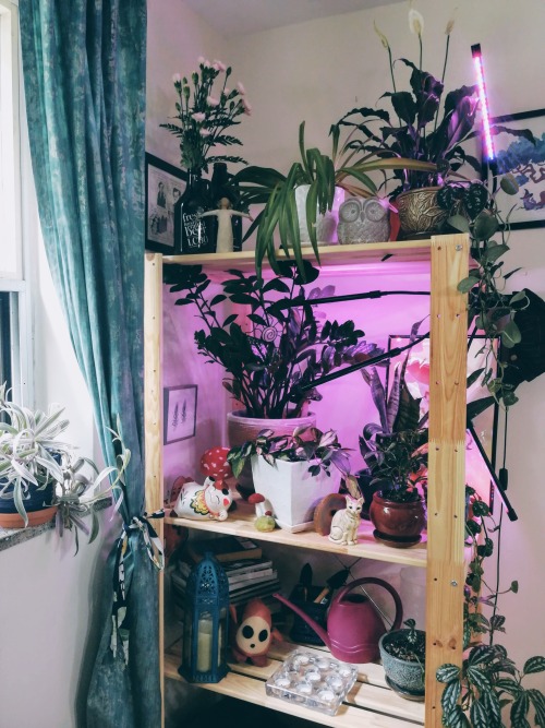 I Love My Plant Shelf So Much!