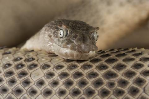 Horned sea snake - Hydrophis peroniiPhotographer: JurgenxFreund