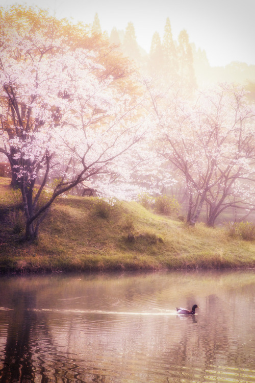 #ファインダー越しの私の世界 #写真好きな人と繋がりたい #写真で伝えたい私の世界 #photography #photoshop #景色