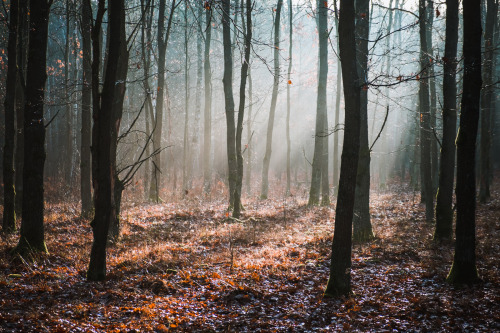 cmorga:Autumn is comingJesień nadchodzi